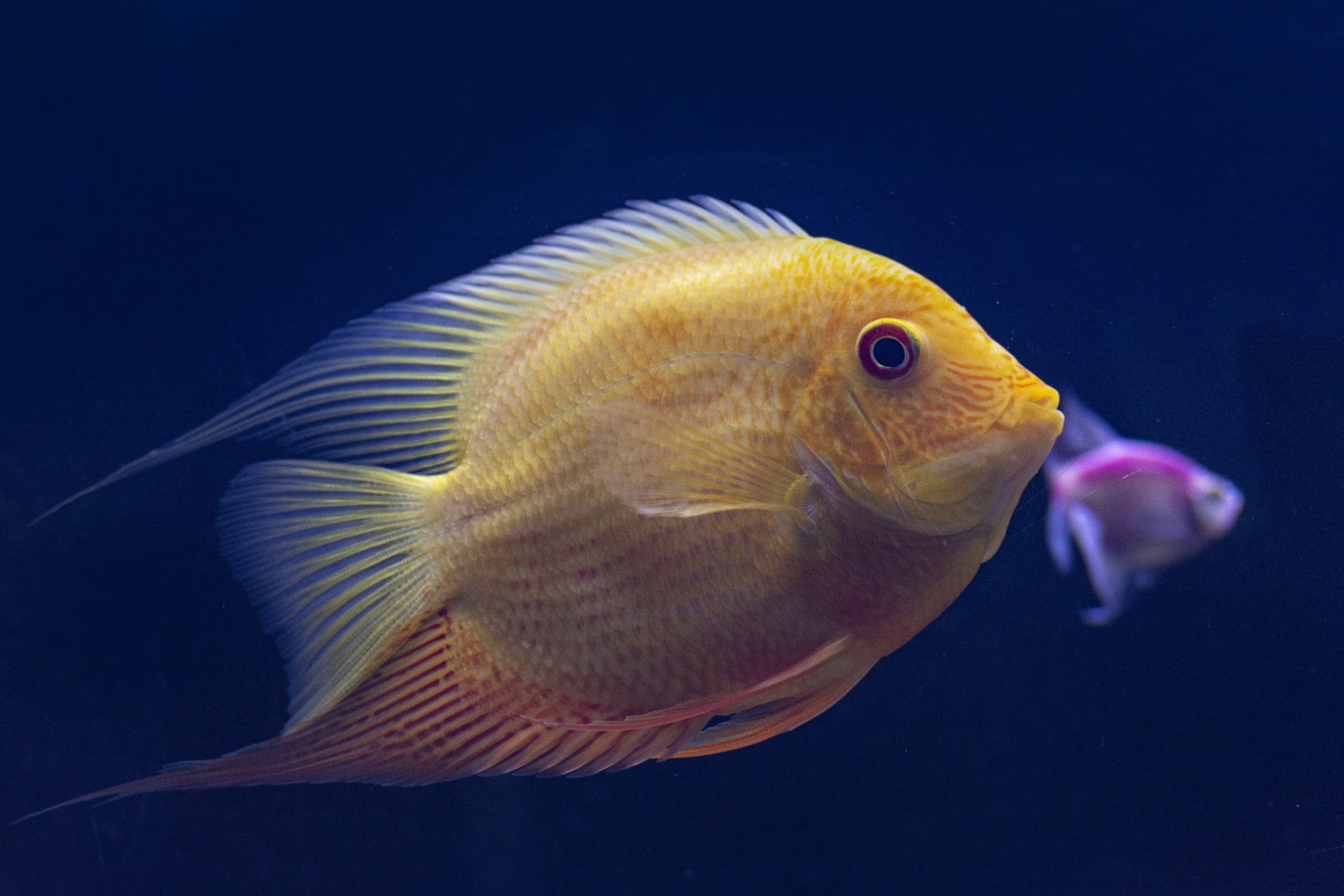 Platzhalterfisch Alternativtext