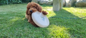 Hund auf einer Wiese kaut auf einer Frisbeescheibe mit EU-Ecolabel-Aufdruck
